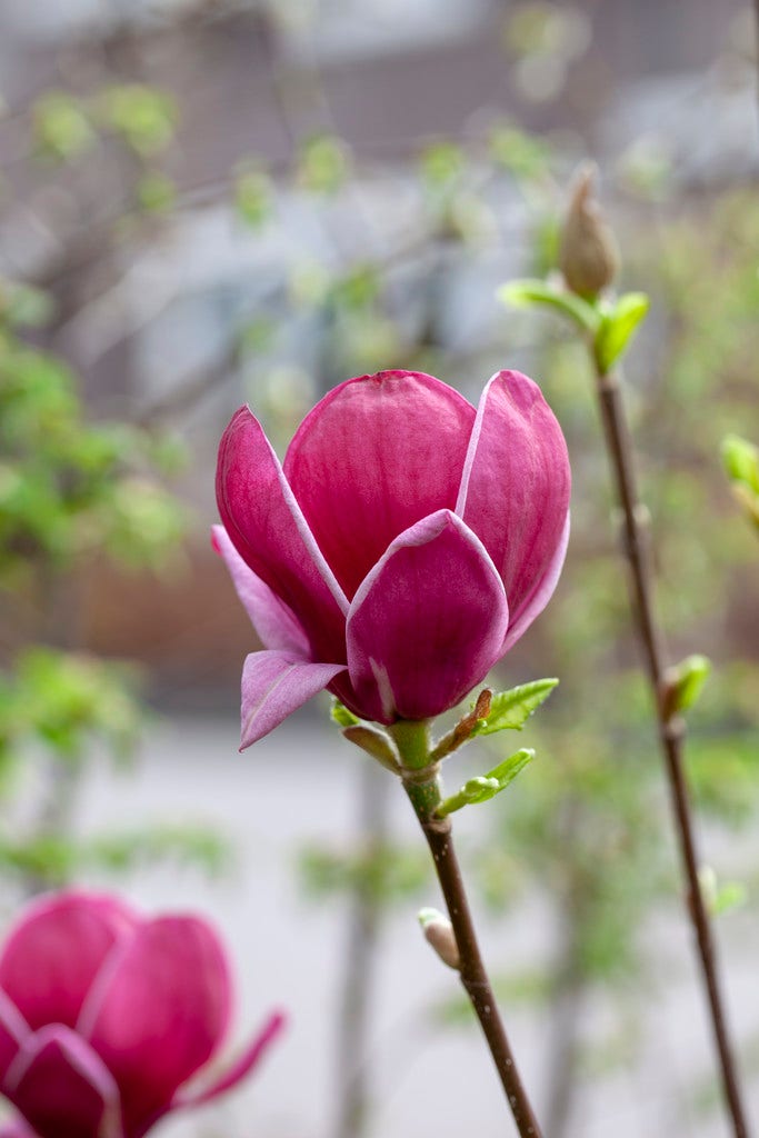  Beverboom (Magnolia 'Genie')