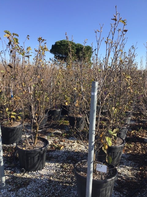  Beverboom (Magnolia 'Genie')