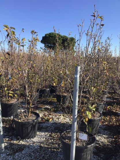  Beverboom (Magnolia 'Genie')