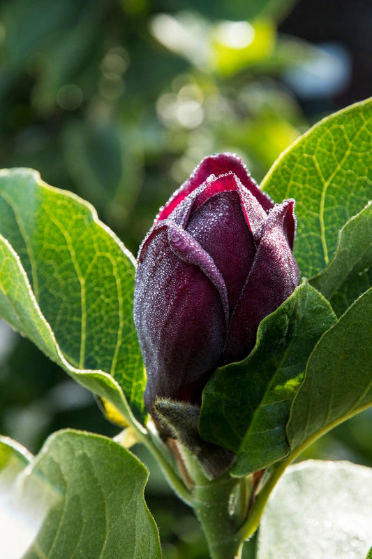  Beverboom (Magnolia 'Genie')