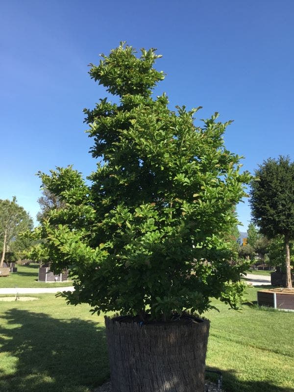  Beverboom (Magnolia Loebneri 'Leonard Messel')