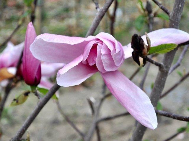  Beverboom (Magnolia 'Star Wars')