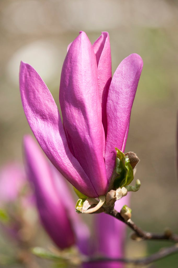  Meerstammige Beverboom (Magnolia 'Susan')