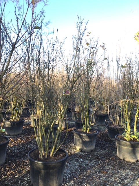  Meerstammige Beverboom (Magnolia 'Susan')