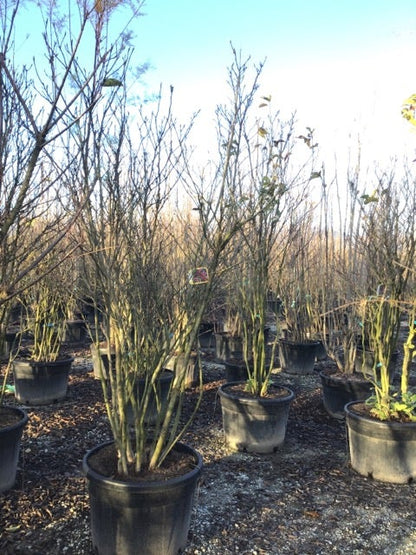  Meerstammige Beverboom (Magnolia 'Susan')
