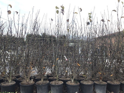  Beverboom Als Struik (Magnolia Susan)