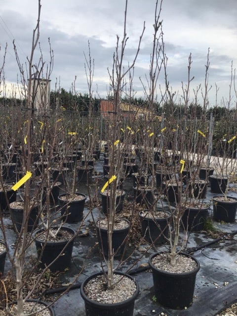  Beverboom (Magnolia Brooklynensis 'Yellow Bird')