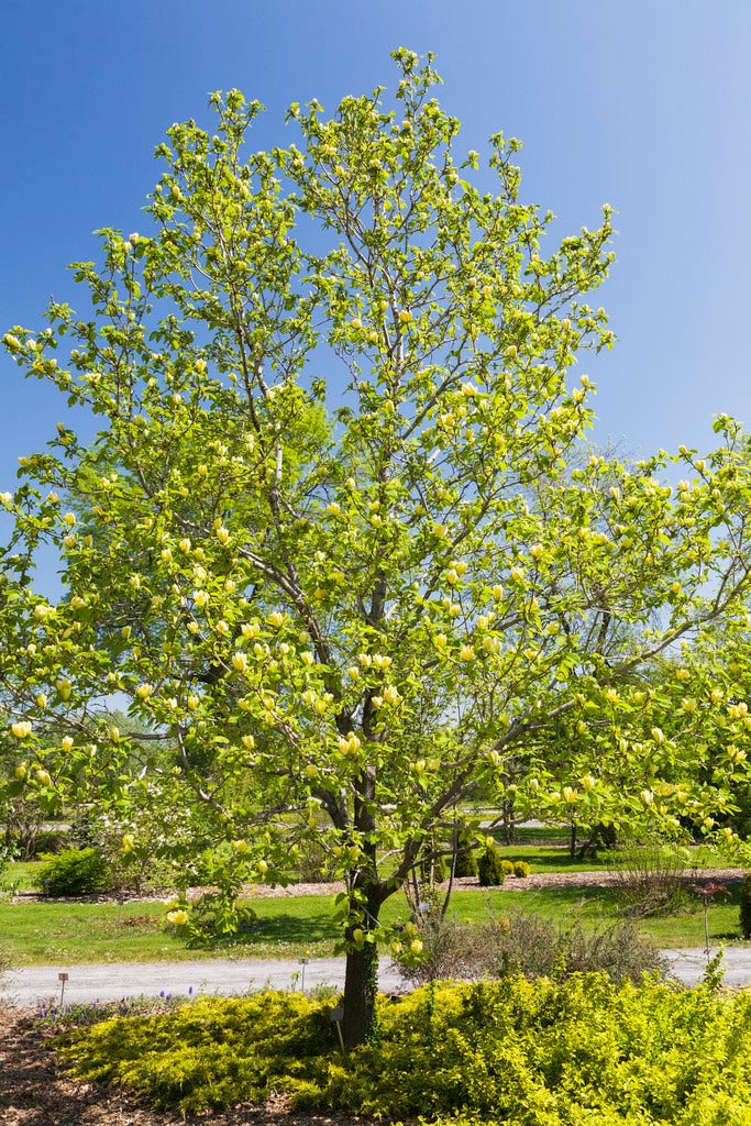 Beverboom (Magnolia Brooklynensis 'Yellow Bird')