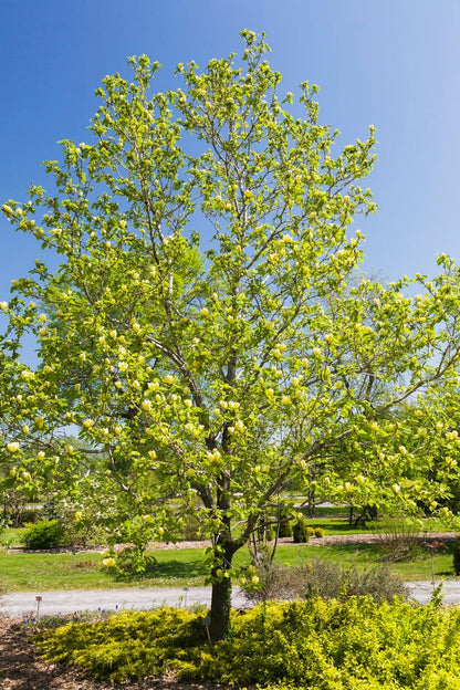  Beverboom (Magnolia Brooklynensis 'Yellow Bird')