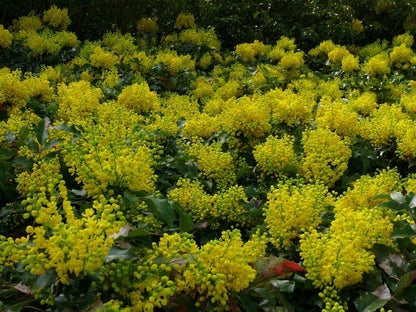  Mahoniestruik (Mahonia Aquifolium 'Apollo')