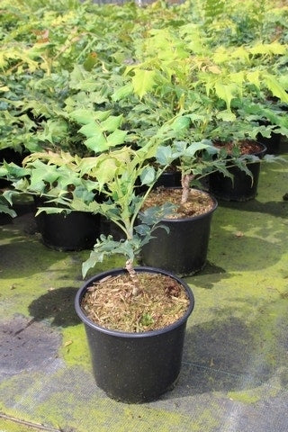  Chinese Mahoniestruik (Mahonia Bealei)