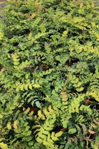  Chinese Mahoniestruik (Mahonia Bealei)