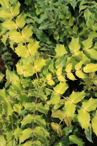  Chinese Mahoniestruik (Mahonia Bealei)