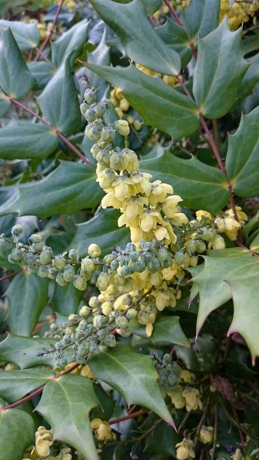  Mahoniestruik (Mahonia Japonica)