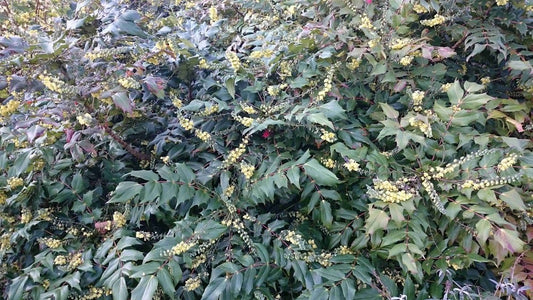  Mahoniestruik (Mahonia Japonica)