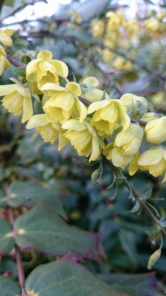  Mahoniestruik (Mahonia Japonica)