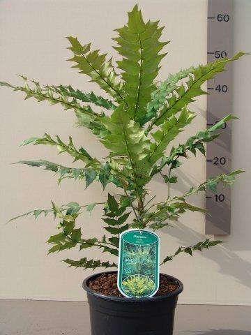  Mahoniestruik (Mahonia Media 'Charity')