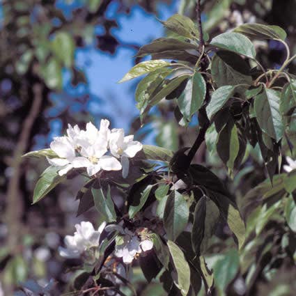  Sierappel (Malus 'John Downie')