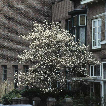  Beverboom (Magnolia Kobus)