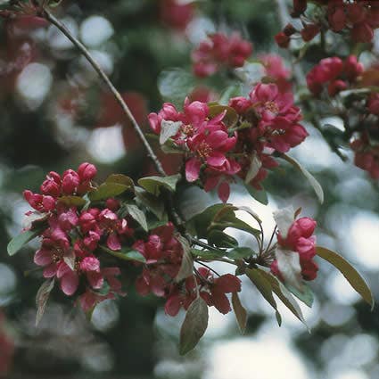  Sierappel (Malus 'Liset')