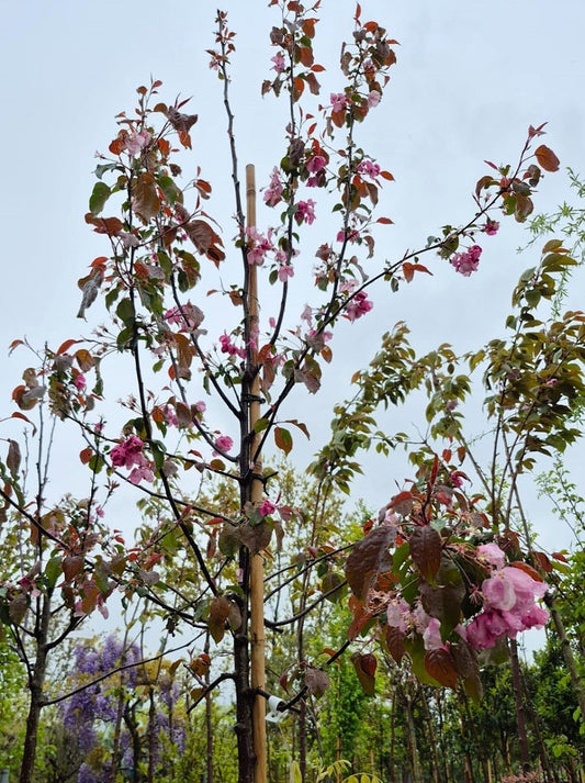 Sierappel (Malus 'Liset')