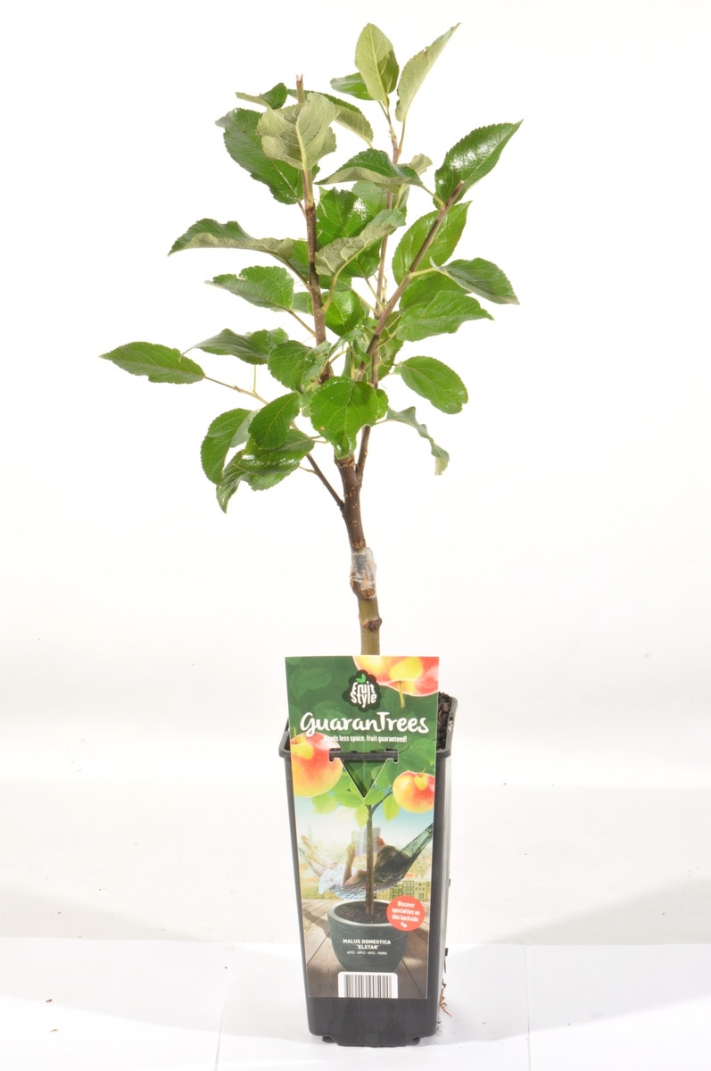  Appelboom (Malus Domestica 'Elstar')