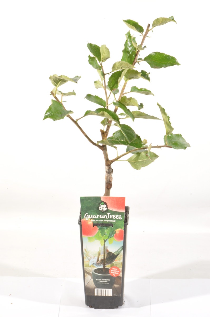  Appelboom (Malus Domestica 'Jonagold')