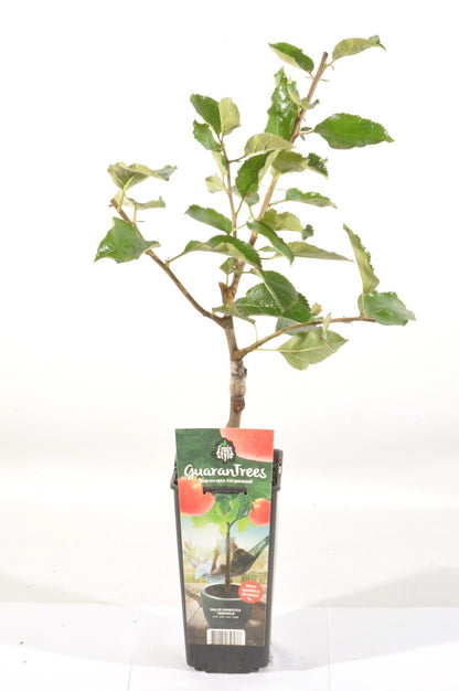  Appelboom (Malus Domestica 'Jonagold')