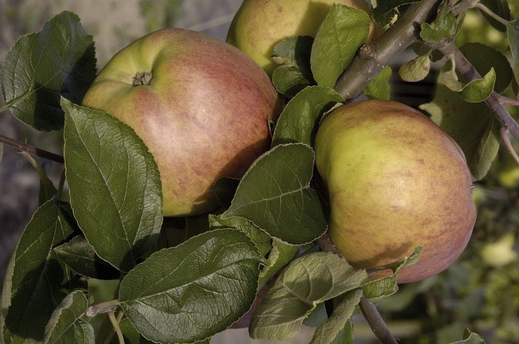  Lei-Appel (Malus Domestica 'Dubbele Bellefleur')