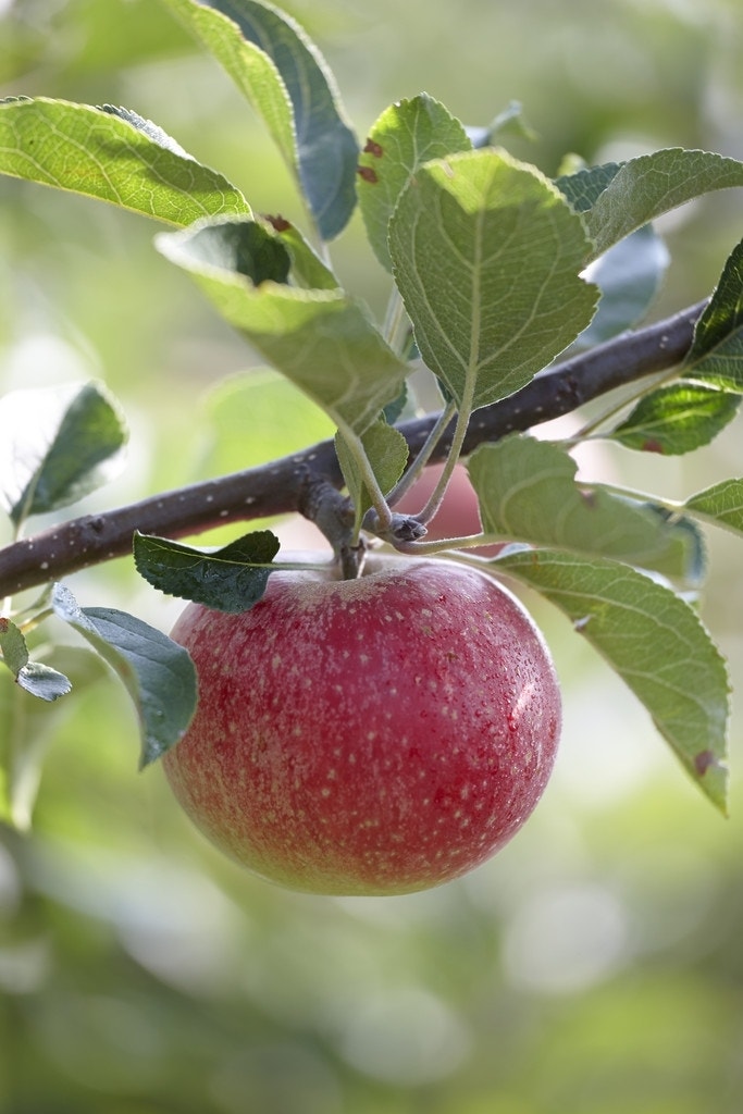  Appelboom (Malus Domestica 'Benoni')