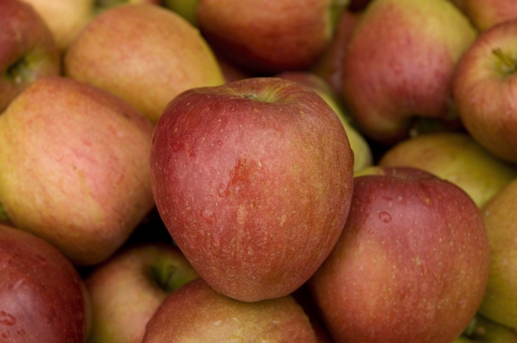  Appelboom (Malus Domestica 'Braeburn')