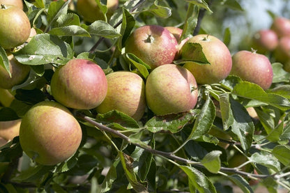  Dwerg Appel (Malus Domestica 'Mini-Cox')