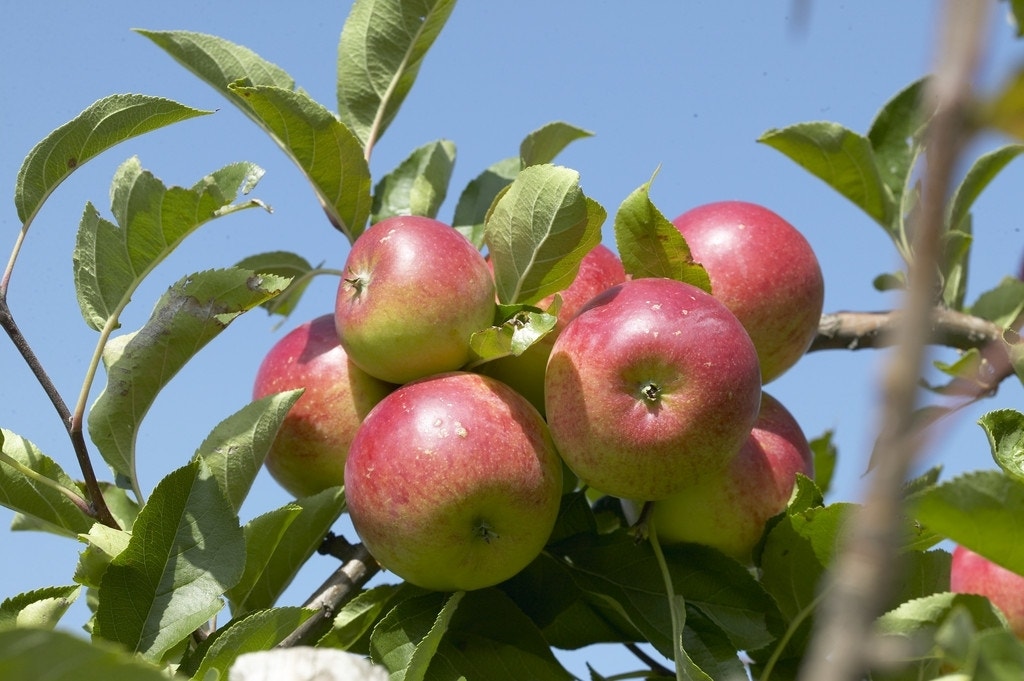  Appelboom (Malus Domestica 'Discovery')