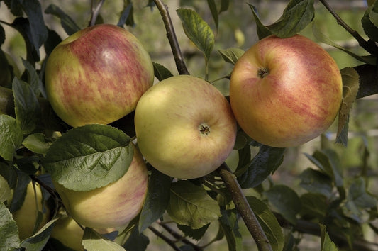  Appelboom (Malus Domestica 'Glorie Van Holland')