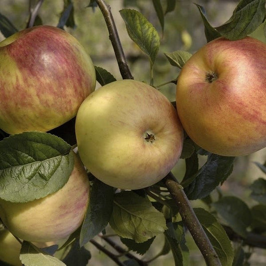  Lei-Appel (Malus Domestica 'Glorie Van Holland')