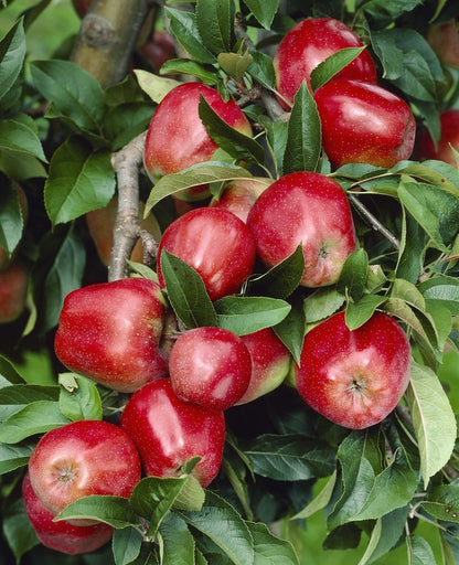  Appelboom (Malus Domestica 'Gloster')