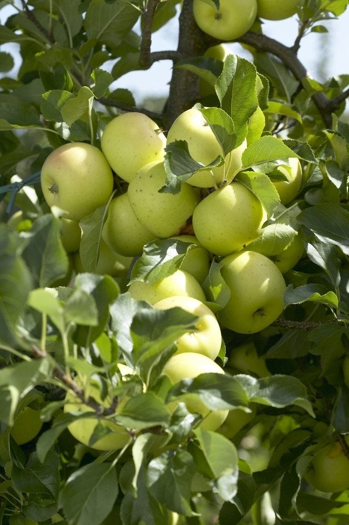  Appelboom (Malus Domestica 'Greensleeves')