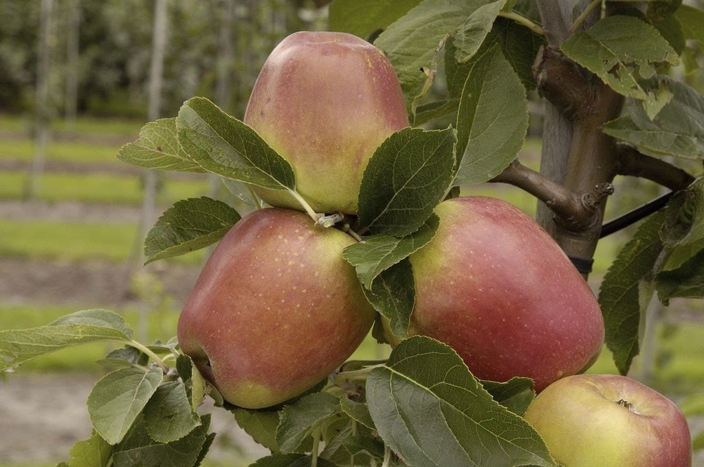  Lei-Appel (Malus Domestica 'Groninger Kroon')