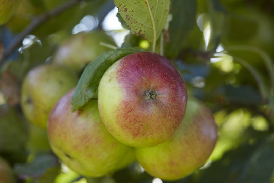  Appelboom (Malus Domestica 'Idared')