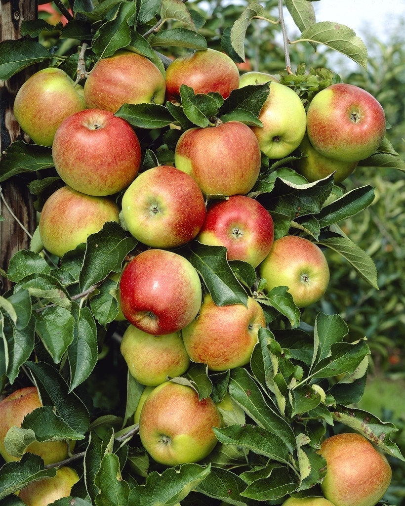  Lei-Appel (Malus Domestica 'Rode Jonagold')