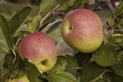  Appelboom (Malus Domestica 'Notarisappel')