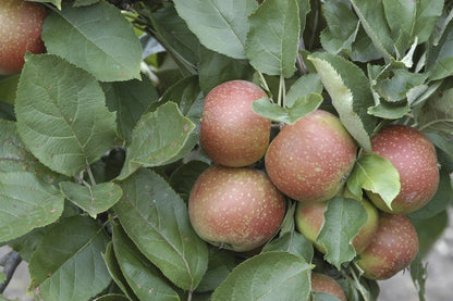  Appelboom (Malus Domestica 'Rode Boskoop')