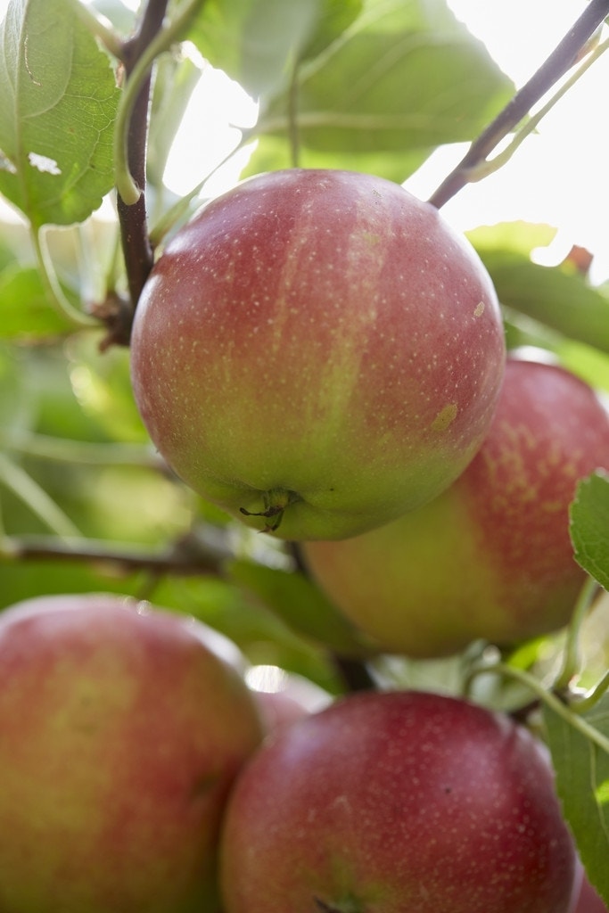 Appelboom (Malus Domestica 'Sterappel')