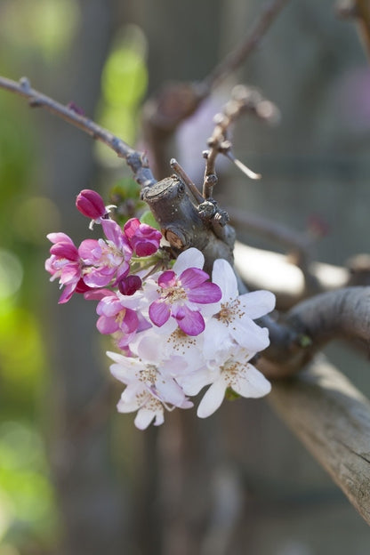  Rode Treursierappel Op Stam (Malus 'Royal Beauty')