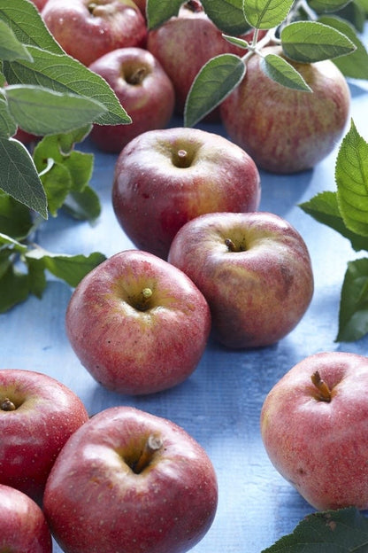  Lei-Appel (Malus Domestica 'Zoete Ermgaard')