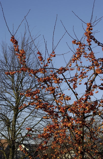  Sierappel (Malus 'Evereste')