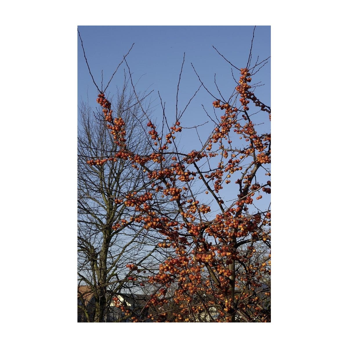  Sierappel Als Struik (Malus 'Evereste')