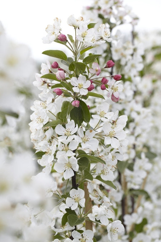  Sierappel (Malus 'Evereste')