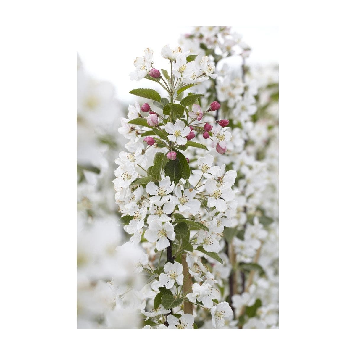  Sierappel Als Struik (Malus 'Evereste')
