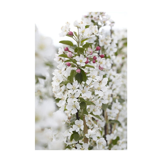  Sierappel Als Struik (Malus 'Evereste')